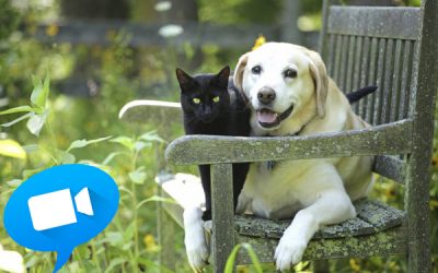 Pensione per animali sicura in caso di vacanze last minute con il live customer care